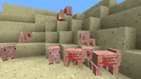 Schweine in der Wüste