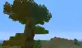 Ein Tropenbaum mit verschiedenen Blattfarben an einer Biomgrenze.