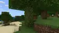 In der Bedrock Edition kommen Ranken an Bäumen nicht nur in Sümpfen vor.