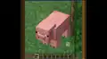 Ein mit einem Fernrohr vergrößertes Schwein