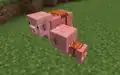 Ein gesatteltes Ferkel neben seinem Elternteil. Gesattelte Ferkel sind nur über Befehle erhältlich.