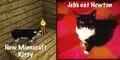Minecraft-Katze im Vergleich mit Jebs Katze Newton