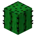 Kaktus.