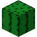 Kaktus.