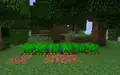 Ein Feld mit erntereifen Karotten.