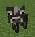 Ein Kalb schaut den Spieler an.
