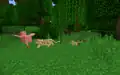 Ein einsames Huhn fällt einer Ozelotfamilie zum Opfer