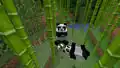 Eine Gruppe von Pandas isst Bambus.