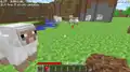 Erstes Bild von Schafen von Notch