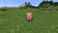 Ein Schwein, das einen Spieler anschaut.