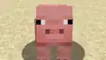 Die Nase eines Schweins