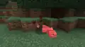 Sterbendes Schwein