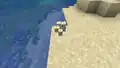 Es passen bis zu 4 Schildkröteneier auf einen Block