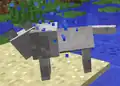 Ein Wolf schüttelt sich, nachdem er im Wasser war.