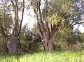 Weidenbäume bei Ásványráró