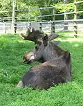 Elch (Alces alces)
