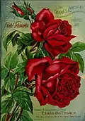 'Étoile de France', 1903