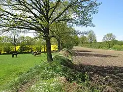 Der Osterwall westlich von Kochendorf