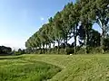 Pappelreihe mit Sofa