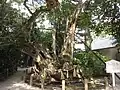 Nōinhōshiamagoi no Kusu