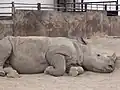 Spitzmaulnashorn (Diceros bicornis) (2008)