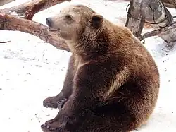 Braunbär