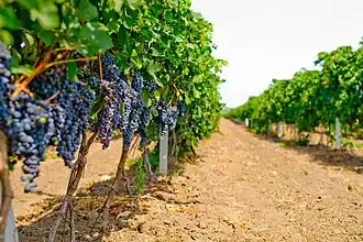 Merlot-Rebzeile beim Dorf Schabo