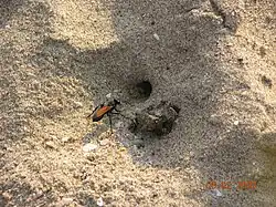 Prionyx subfuscatus