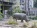 Breitmaulnashorn