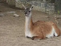 Lama