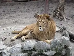 Löwenmännchen