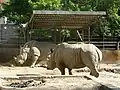 Breitmaulnashörner (Ceratotherium simum) (2012)