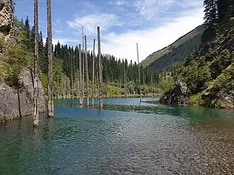 Abgestorbene Bäume im Kaindysee