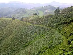 Levelwood
