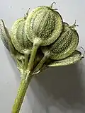 Früchte von Tordylium carmeli