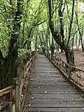Alangdarre-Wald