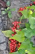 Früchte und Laubblätter der Gemeinen Schmerwurz (Dioscorea communis)
