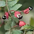 Zanthoxylum piperitum Balgfrüchte und Samen