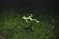 Ausgewachsener Frosch im Wasser