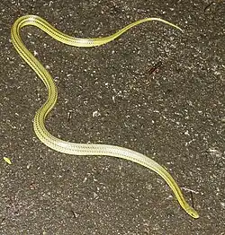Ptyas semicarinata