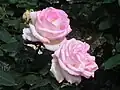 ‘Princesse de Monaco’ (1981)