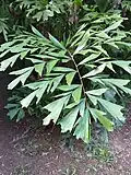 Blatt