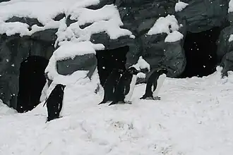 Felsenpinguine