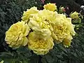 ‘Belle Romantica’, Meilland, 2006