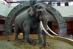 Indischer Elefant (Elephas maximus indicus)