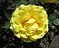 ‘Brite Lites’ (oder ‘Zonta Rose’), Harkness, vor 1983