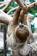 Zweifinger-Faultier (Choloepus)