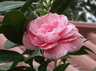 Double Rose