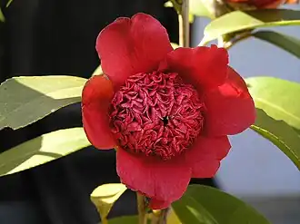 Anemoniflora