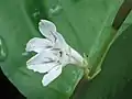 Blüte der Maranta leuconeura